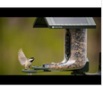 FeatherSnap Scout Bird Feeder