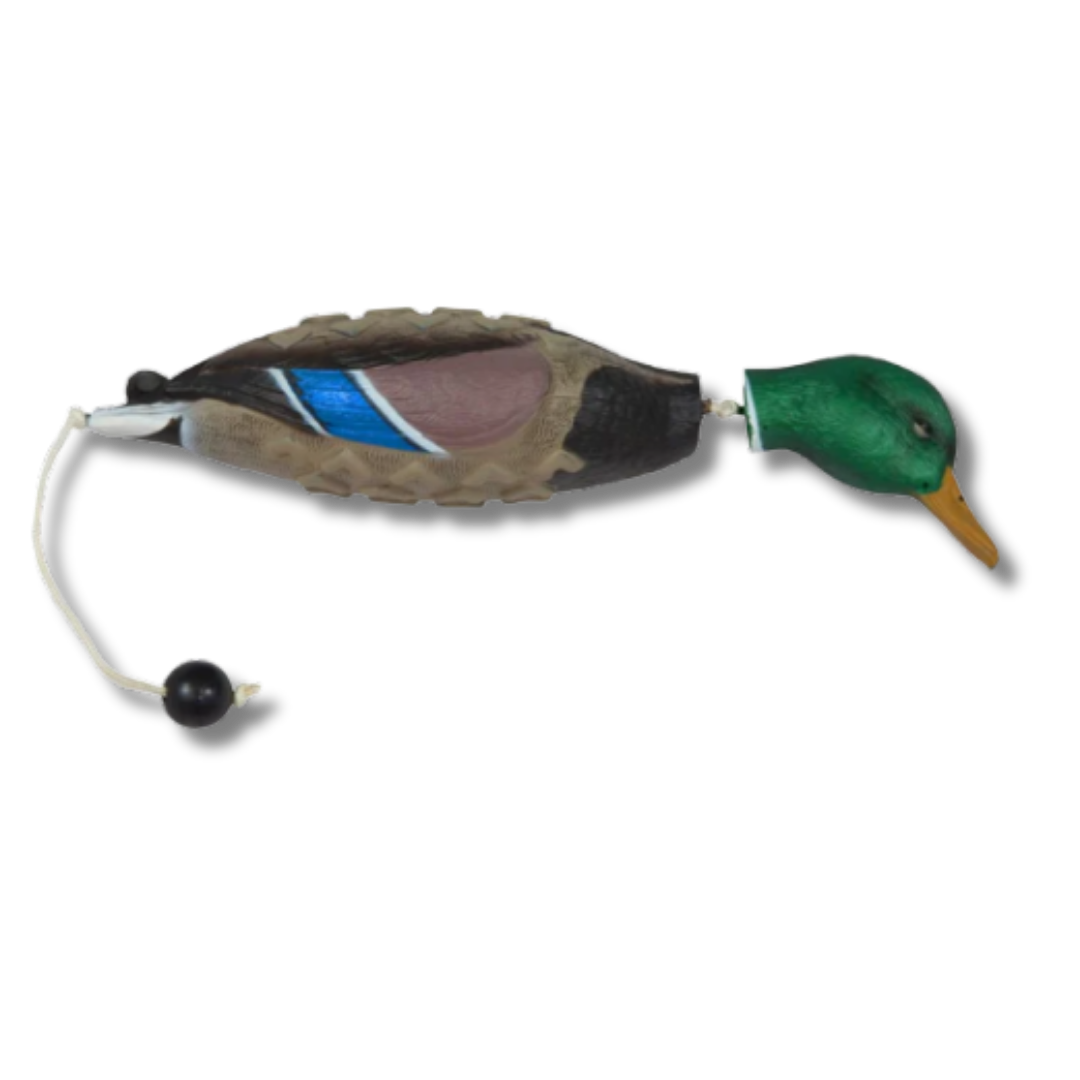 Banded EZ Bird