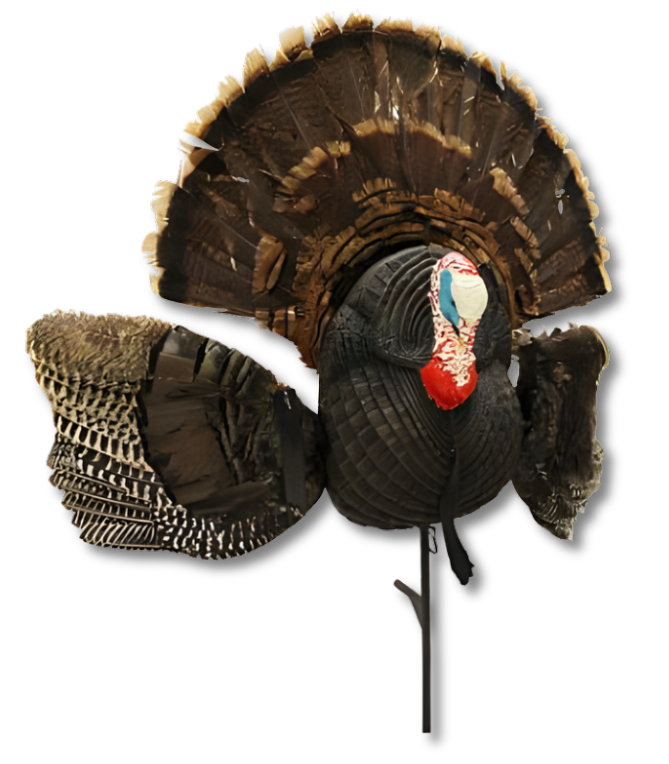 Mojo Scoot N Shoot Turkey Decoy